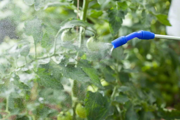 Опрыскивание томатов летом: сохраняем и увеличиваем урожай